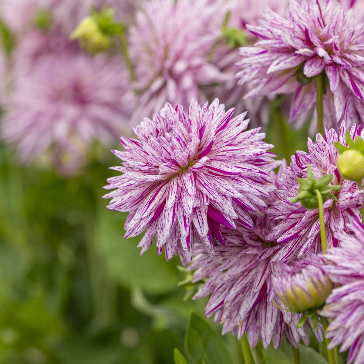 Hy Trio Dahlia Seeds, 40+ seeds