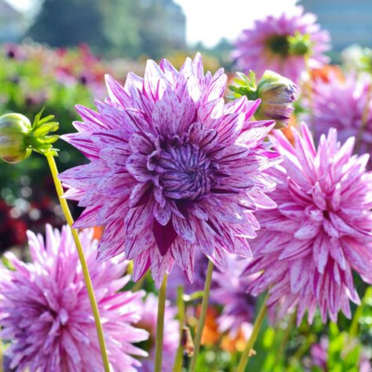 Hy Trio Dahlia Seeds, 40+ seeds