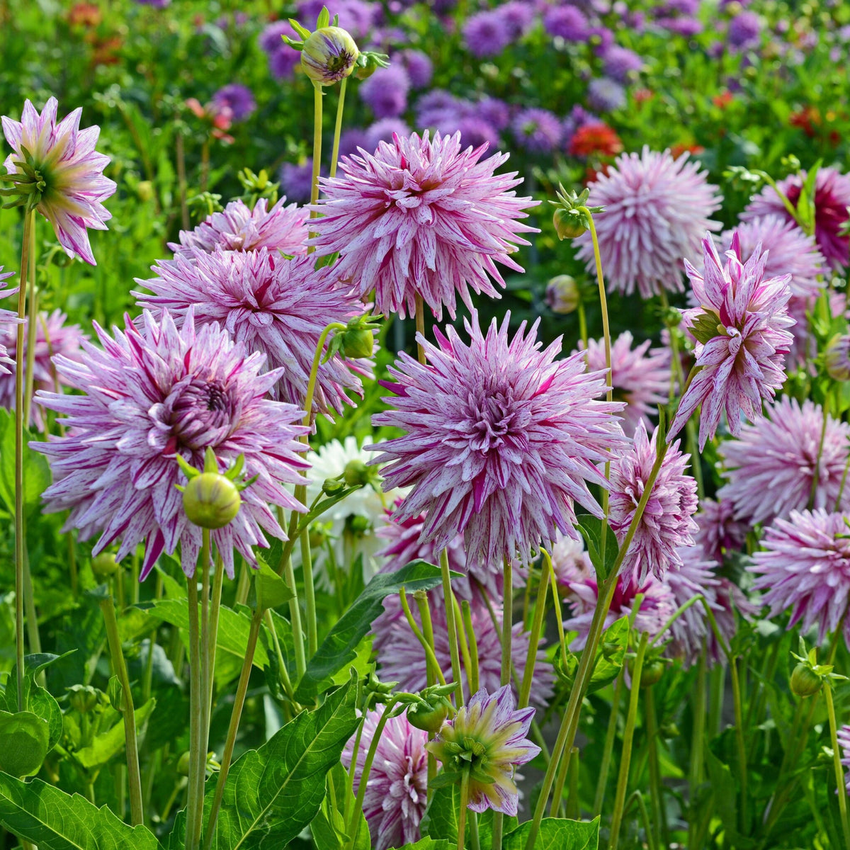 Hy Trio Dahlia Seeds, 40+ seeds