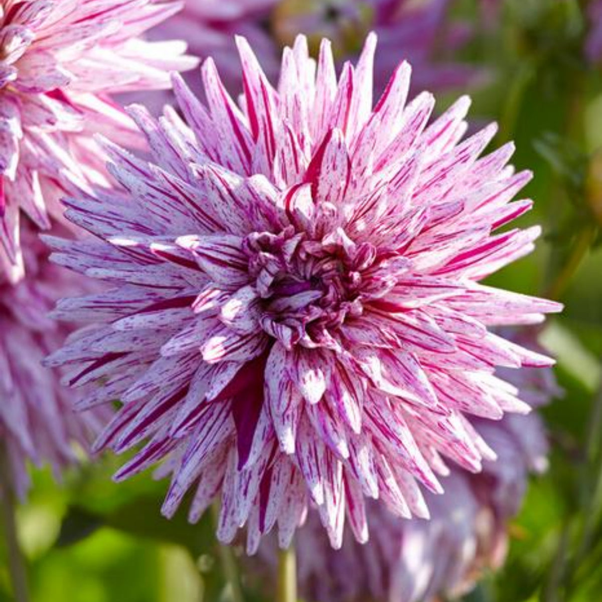 Hy Trio Dahlia Seeds, 40+ seeds