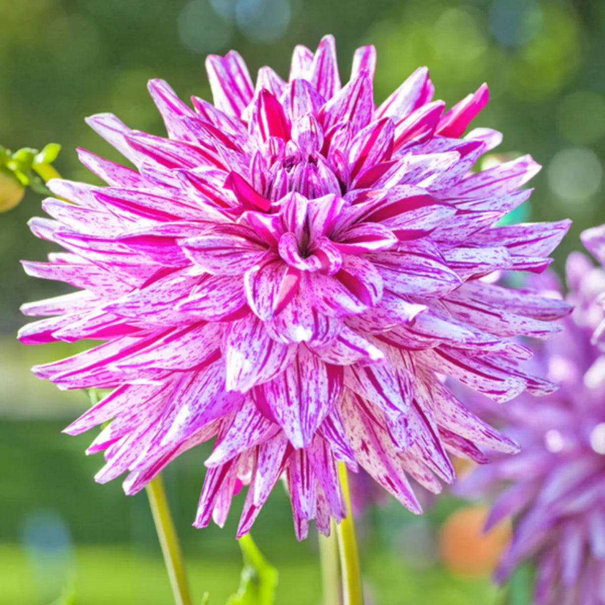 Hy Trio Dahlia Seeds, 40+ seeds