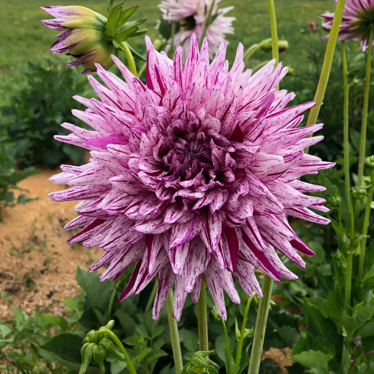 Hy Trio Dahlia Seeds, 40+ seeds