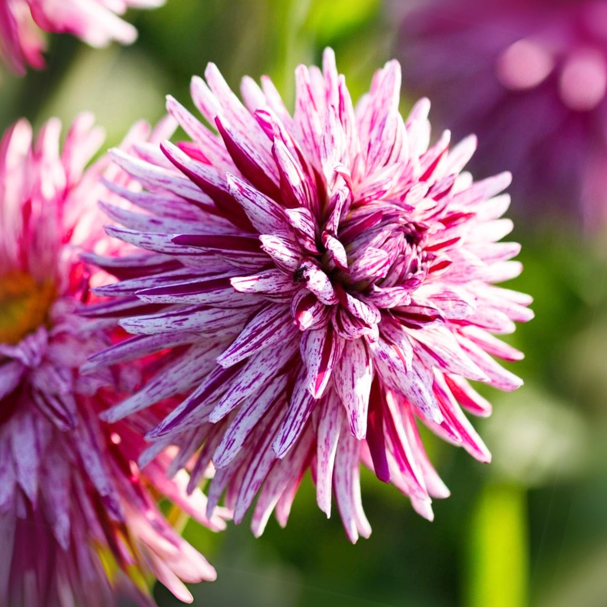 Hy Trio Dahlia Seeds, 40+ seeds