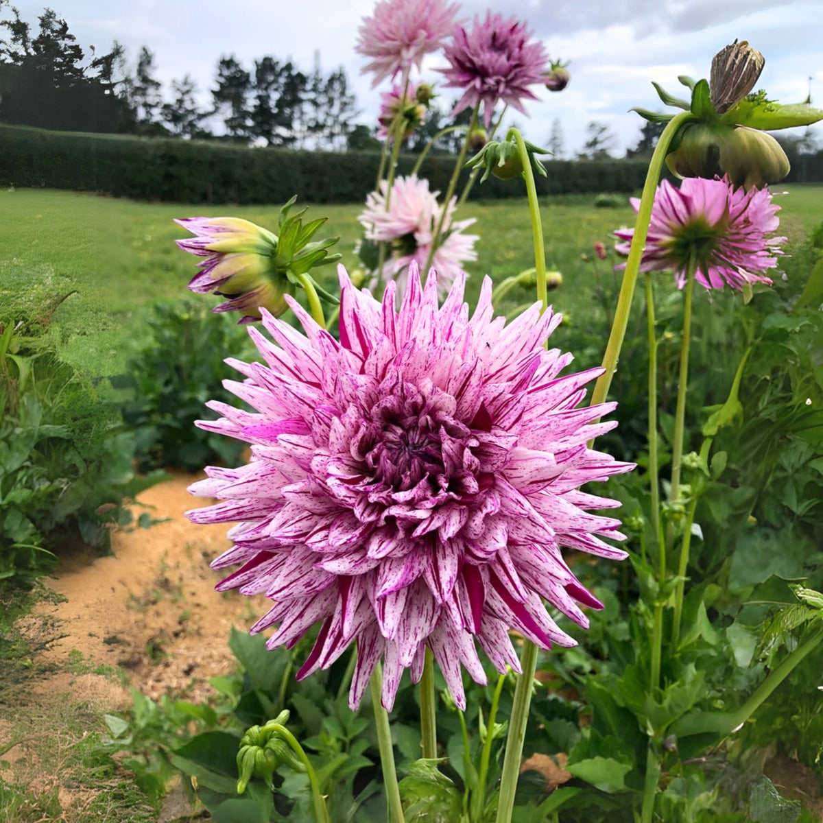 Hy Trio Dahlia Seeds, 40+ seeds