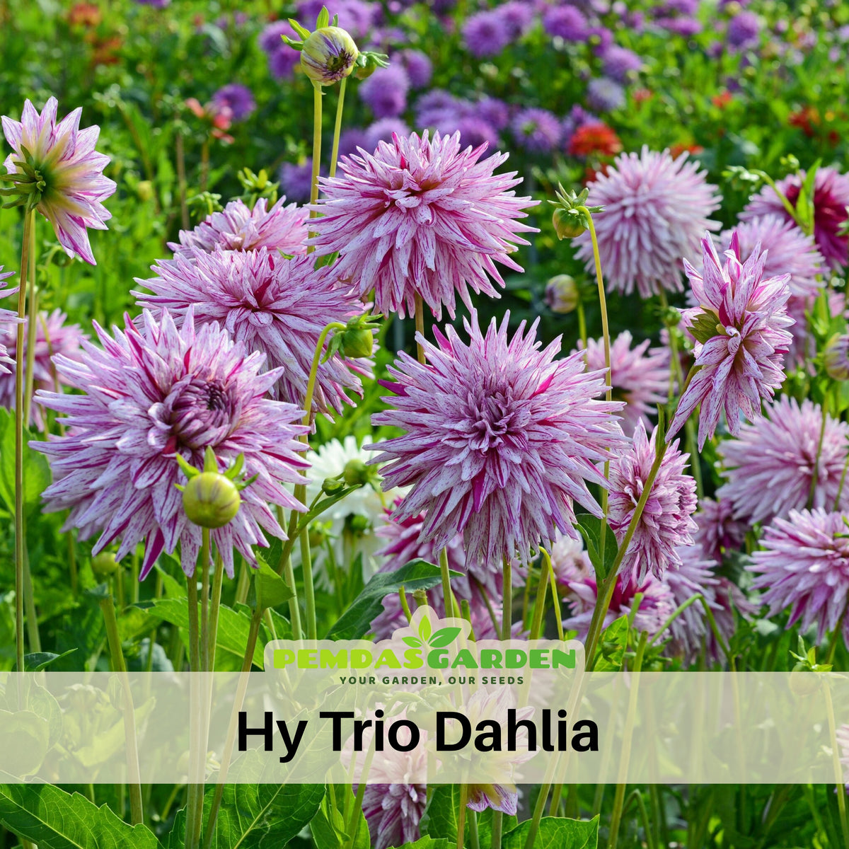 Hy Trio Dahlia Seeds, 40+ seeds