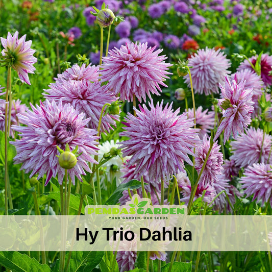 Hy Trio Dahlia Seeds, 40+ seeds