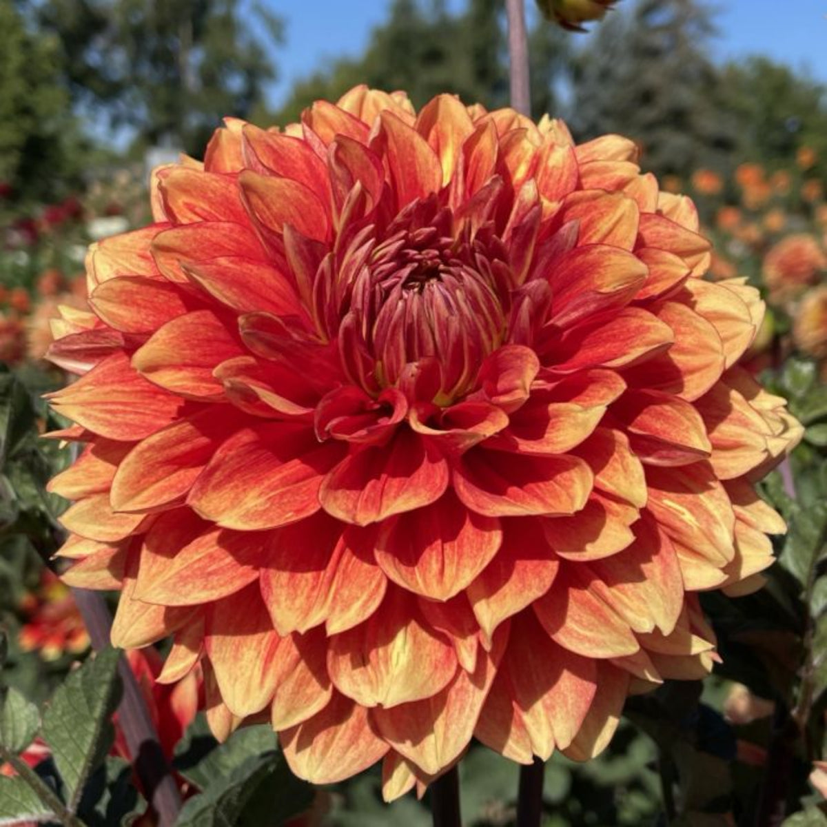 40+ Rare Seeds - Lowrider Dahlia Seeds, Container