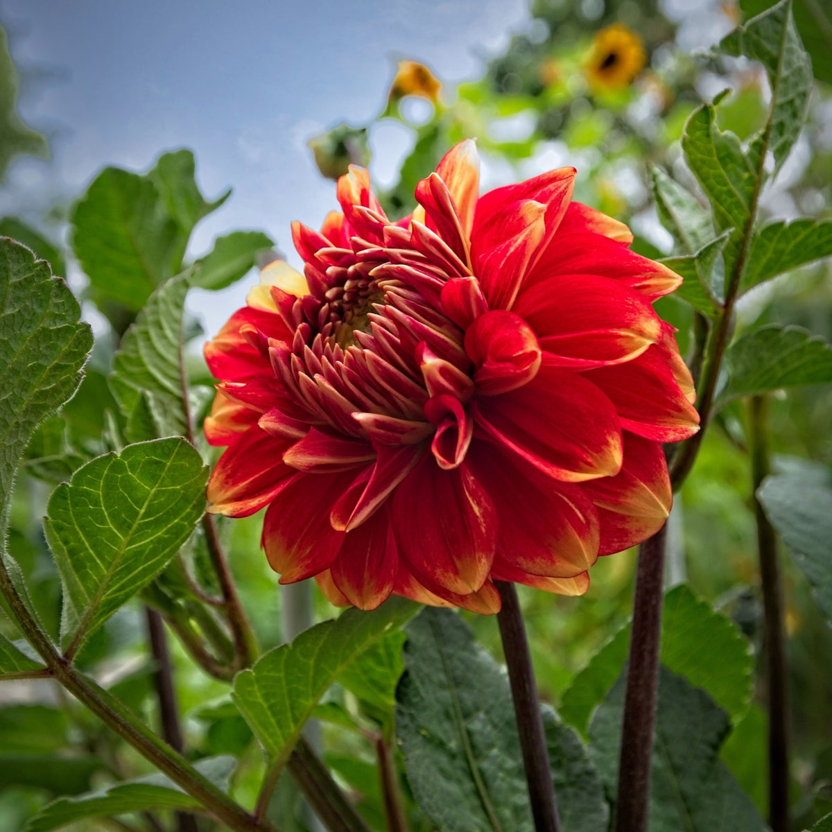 40+ Rare Seeds - Lowrider Dahlia Seeds, Container