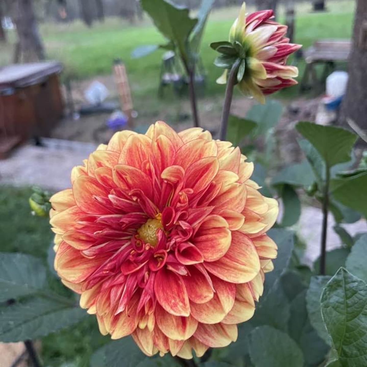 40+ Rare Seeds - Lowrider Dahlia Seeds, Container