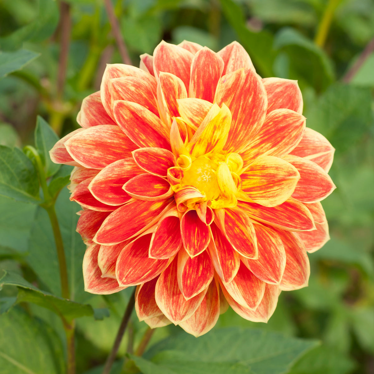40+ Rare Seeds - Lowrider Dahlia Seeds, Container
