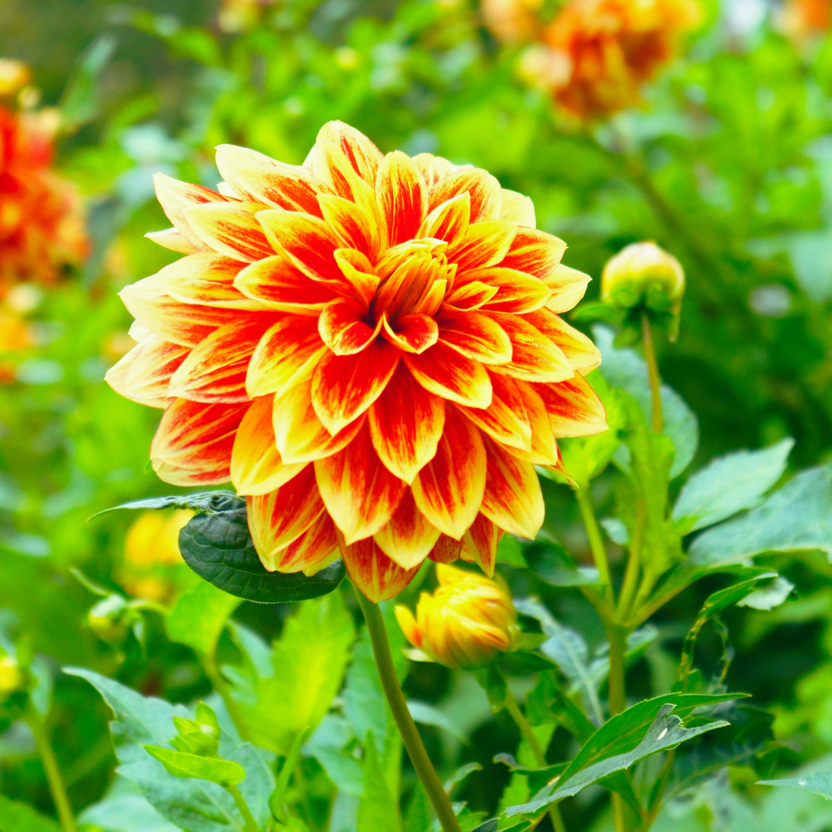 40+ Rare Seeds - Lowrider Dahlia Seeds, Container
