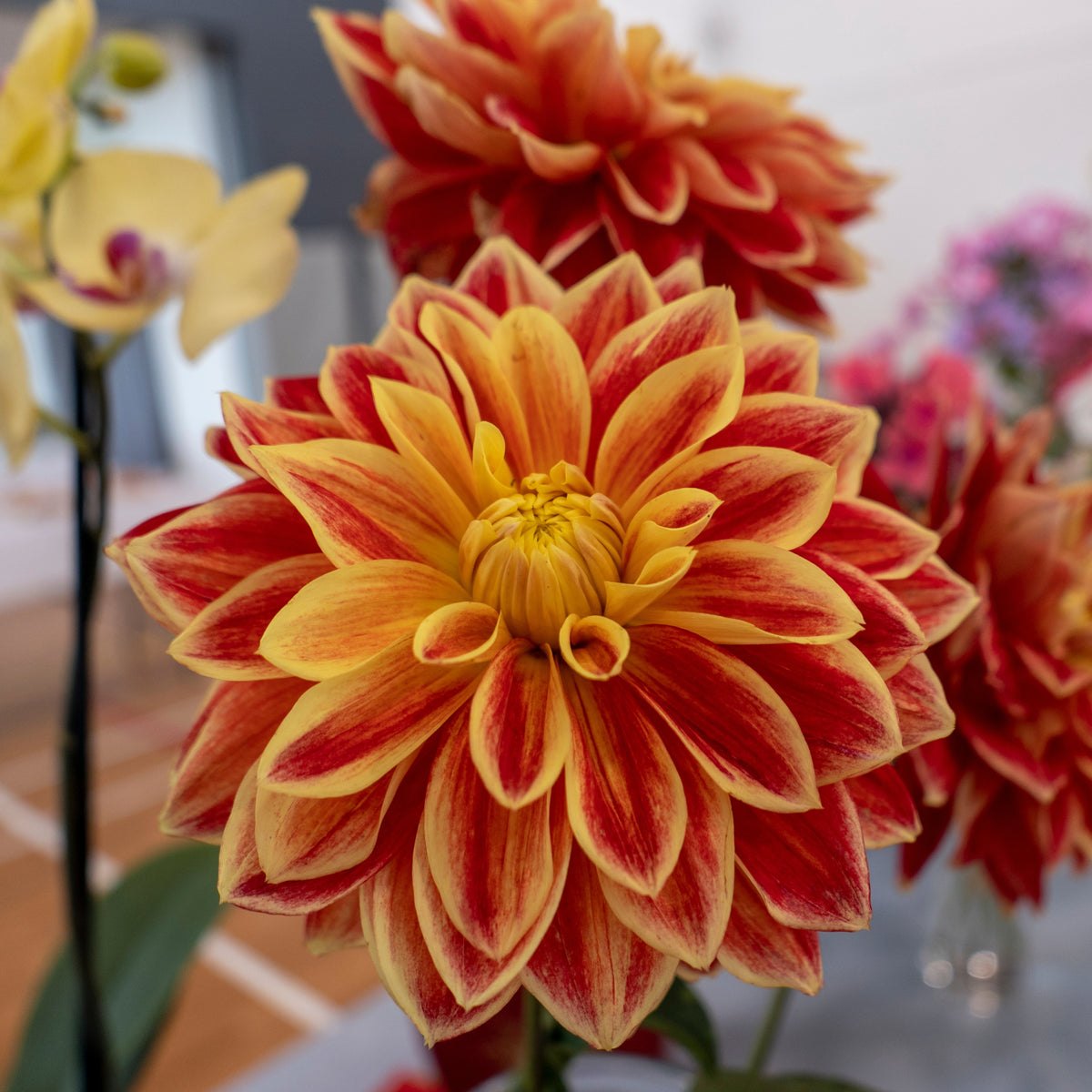 40+ Rare Seeds - Lowrider Dahlia Seeds, Container