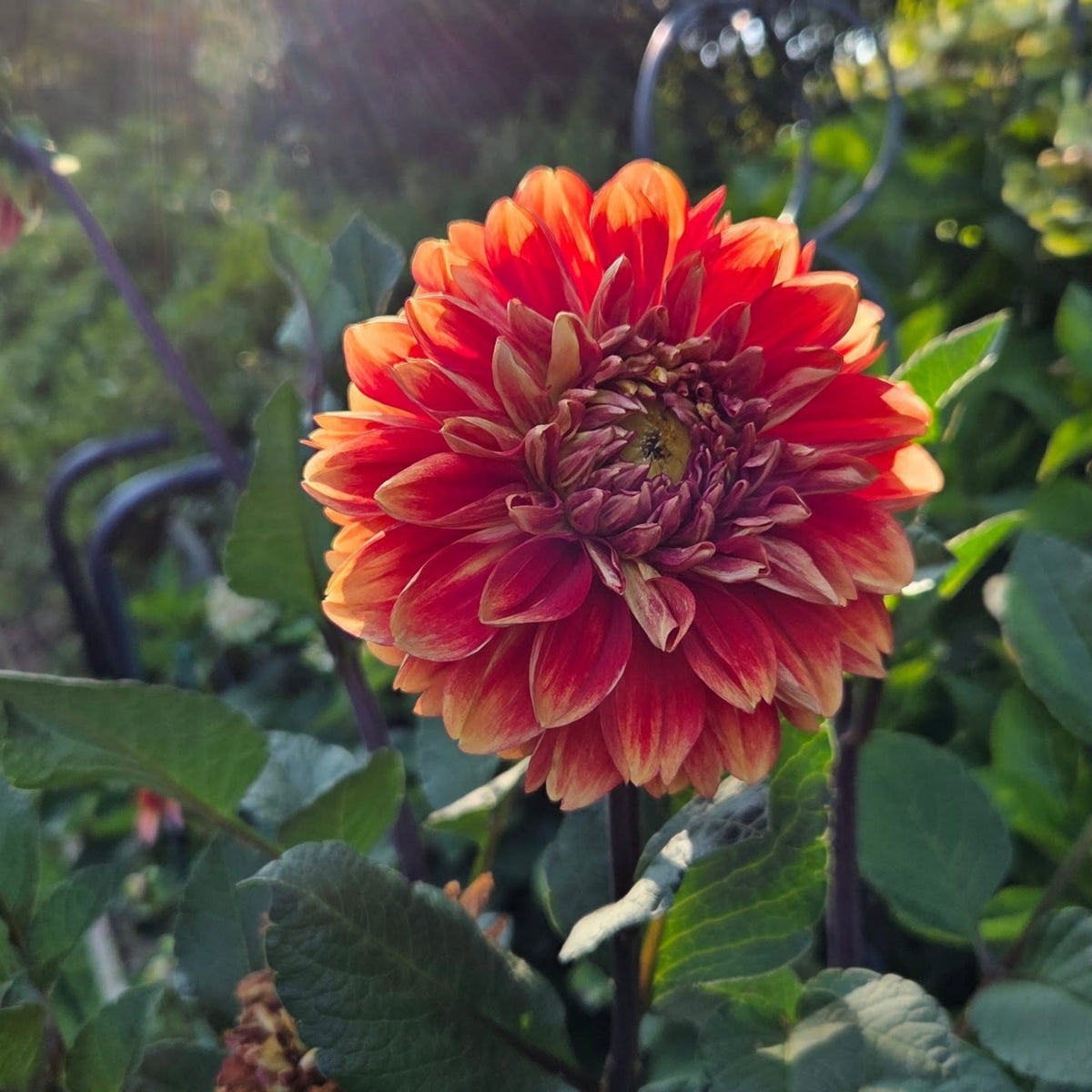 40+ Rare Seeds - Lowrider Dahlia Seeds, Container