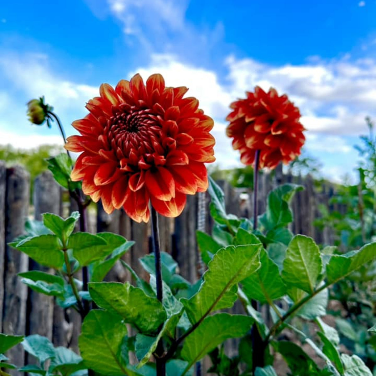 40+ Rare Seeds - Lowrider Dahlia Seeds, Container