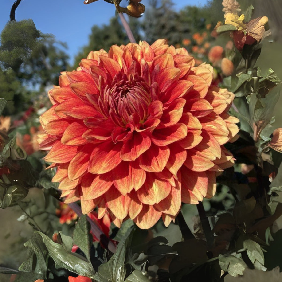 40+ Rare Seeds - Lowrider Dahlia Seeds, Container