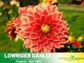 40+ Rare Seeds| Lowrider Dahlia Seeds - Authentic - Open-Pollinated - Organic - Heirloom - Flower Seeds - Container - Beds & Cut Bouquets#D016