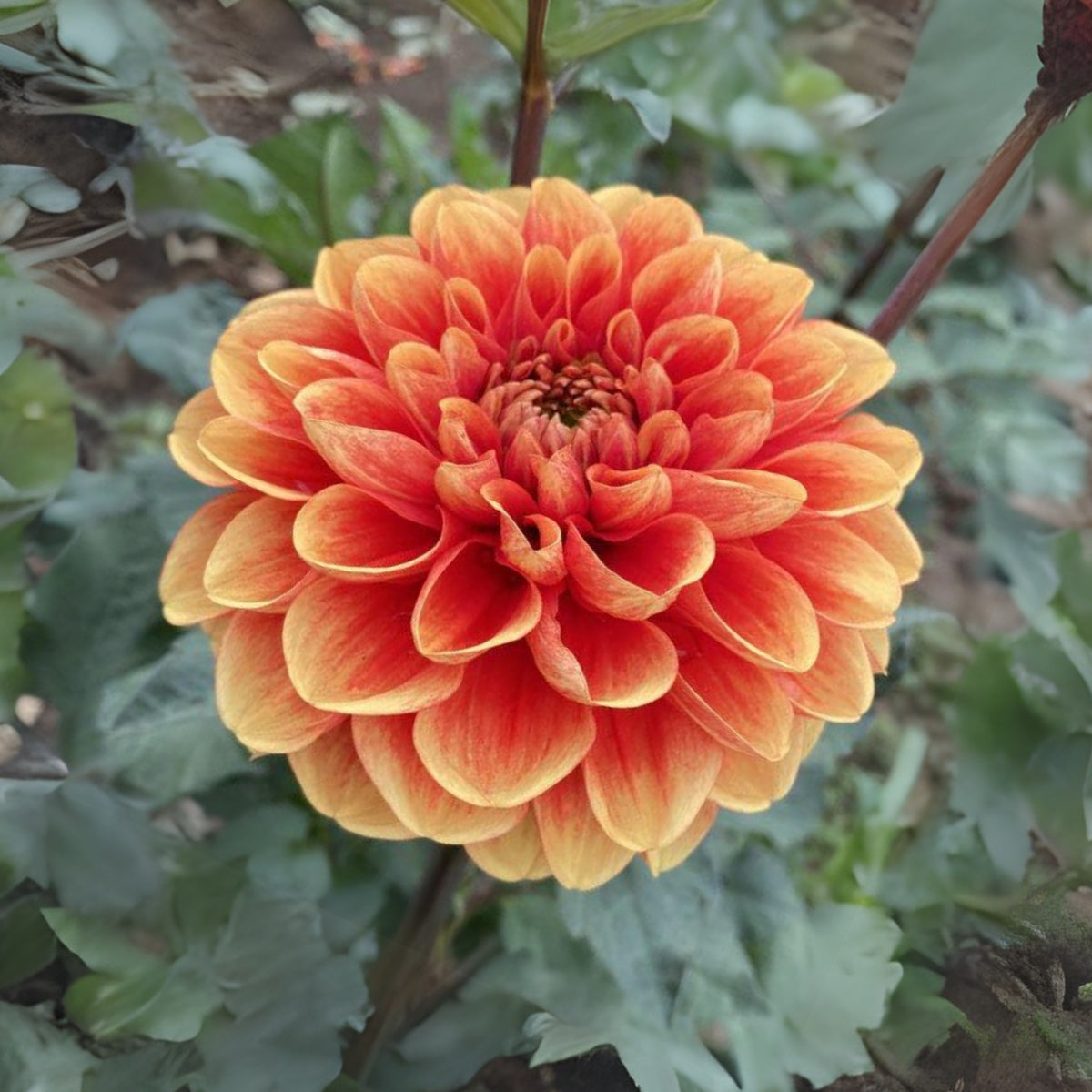 40+ Rare Seeds - Lowrider Dahlia Seeds, Container