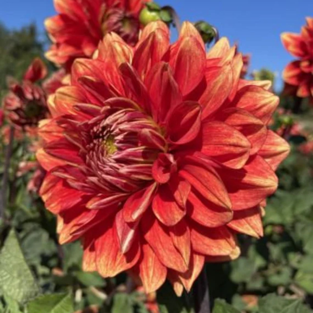 40+ Rare Seeds - Lowrider Dahlia Seeds, Container