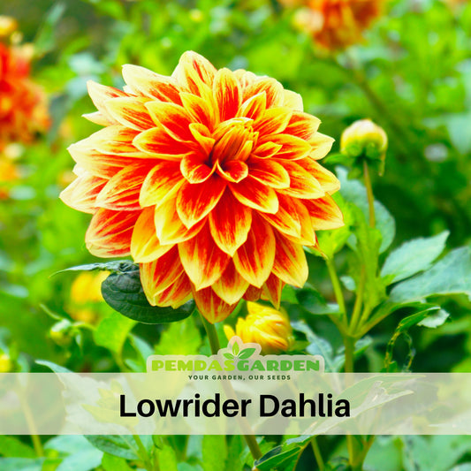 40+ Rare Seeds - Lowrider Dahlia Seeds, Container