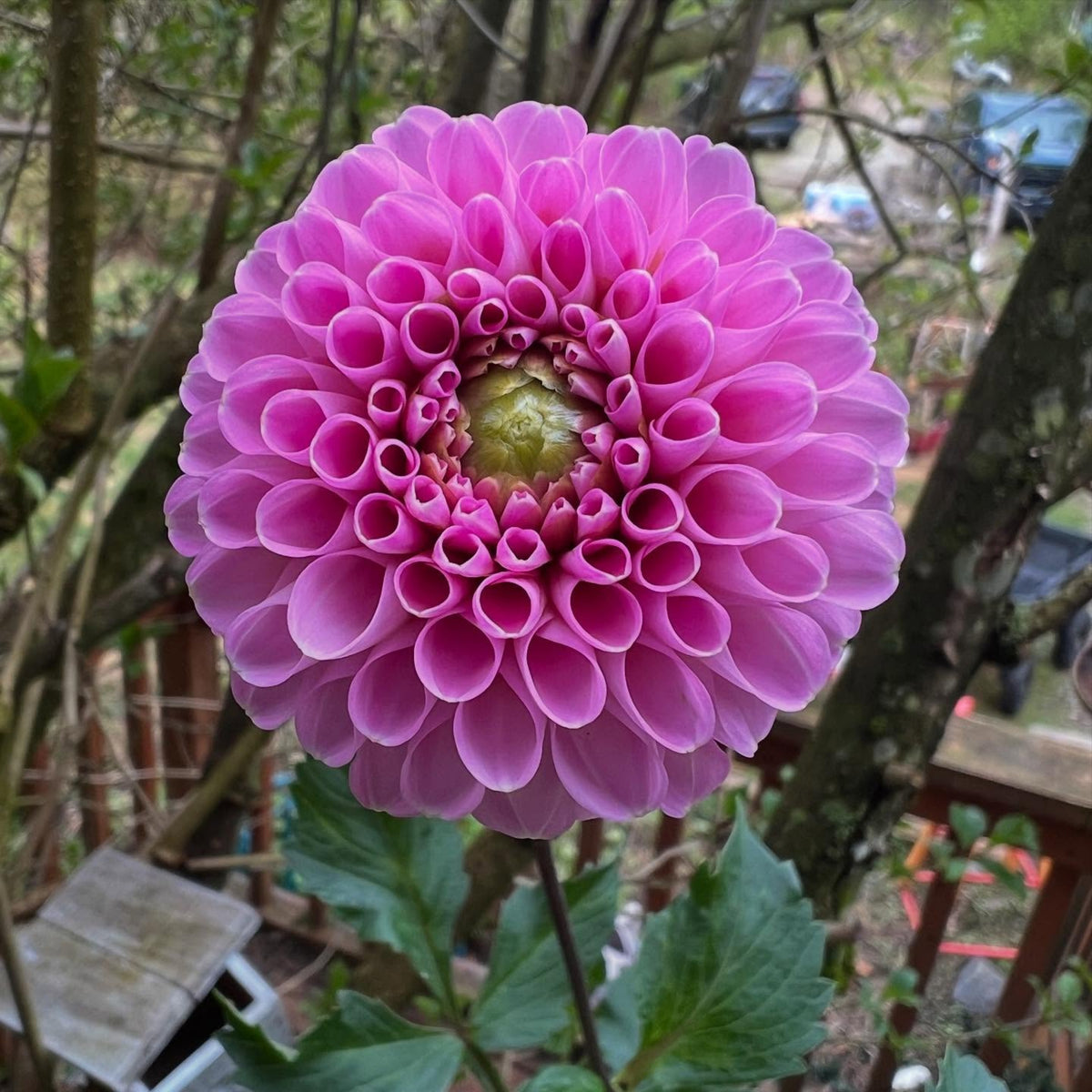 40+ Rare Seeds - Betty Anne Dahlia Seeds, Container