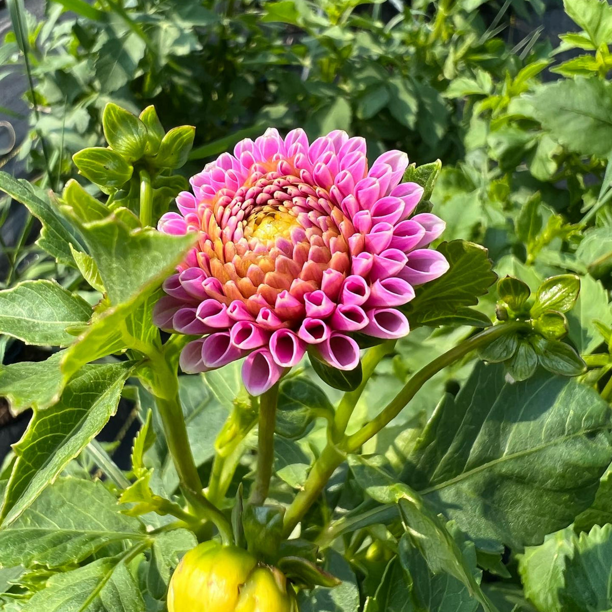 40+ Rare Seeds - Betty Anne Dahlia Seeds, Container