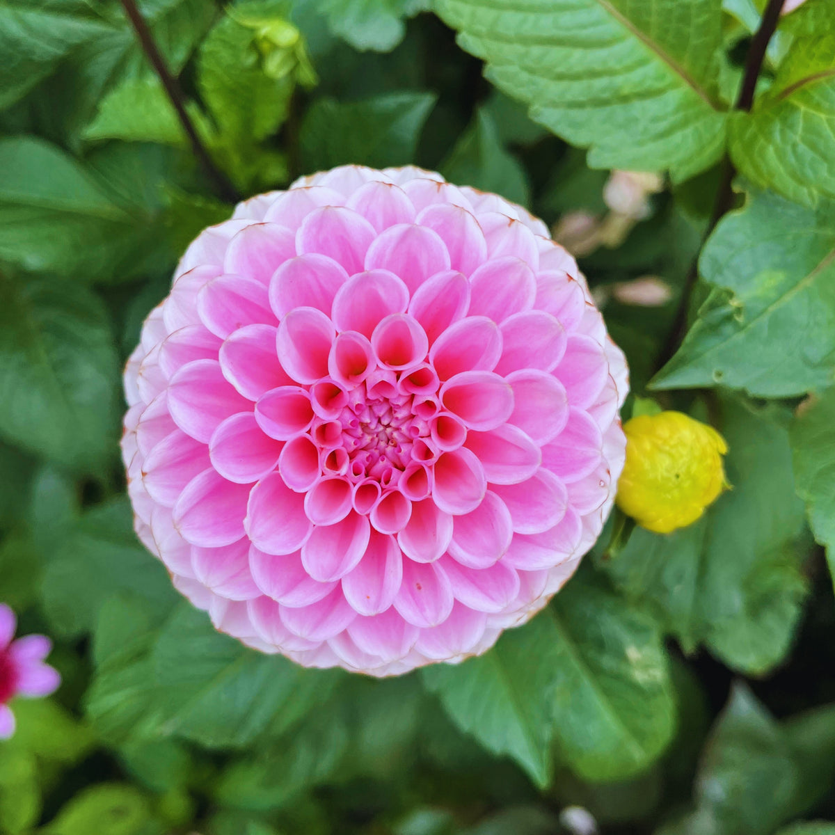 40+ Rare Seeds - Betty Anne Dahlia Seeds, Container