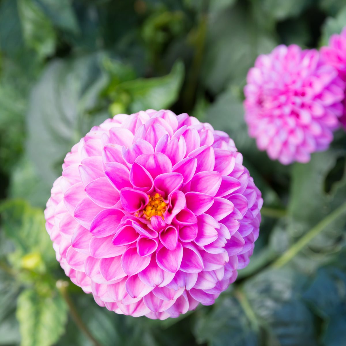 40+ Rare Seeds - Betty Anne Dahlia Seeds, Container