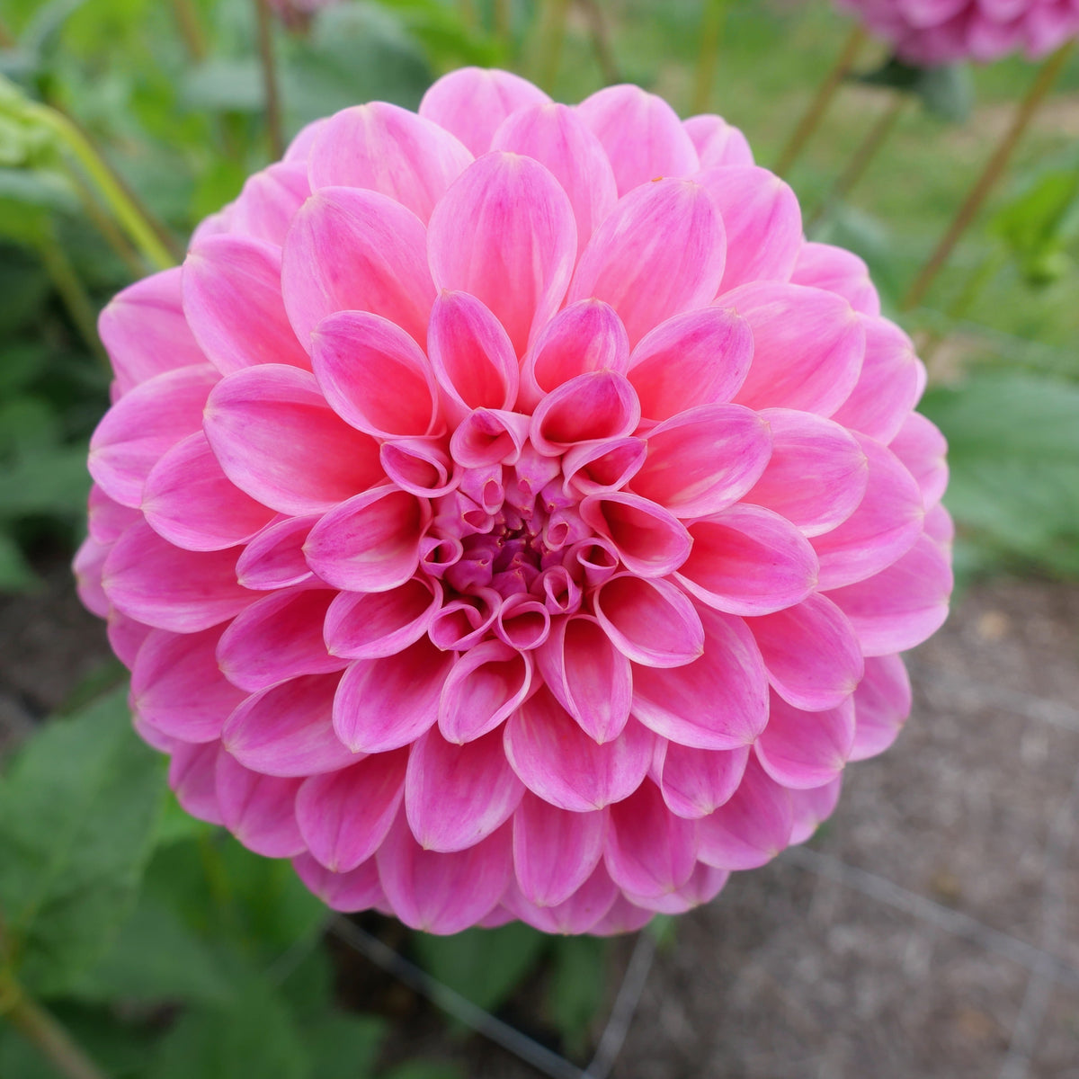 40+ Rare Seeds - Betty Anne Dahlia Seeds, Container