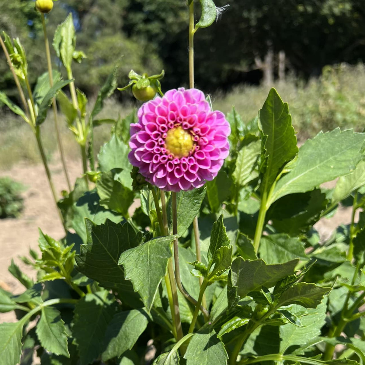 40+ Rare Seeds - Betty Anne Dahlia Seeds, Container