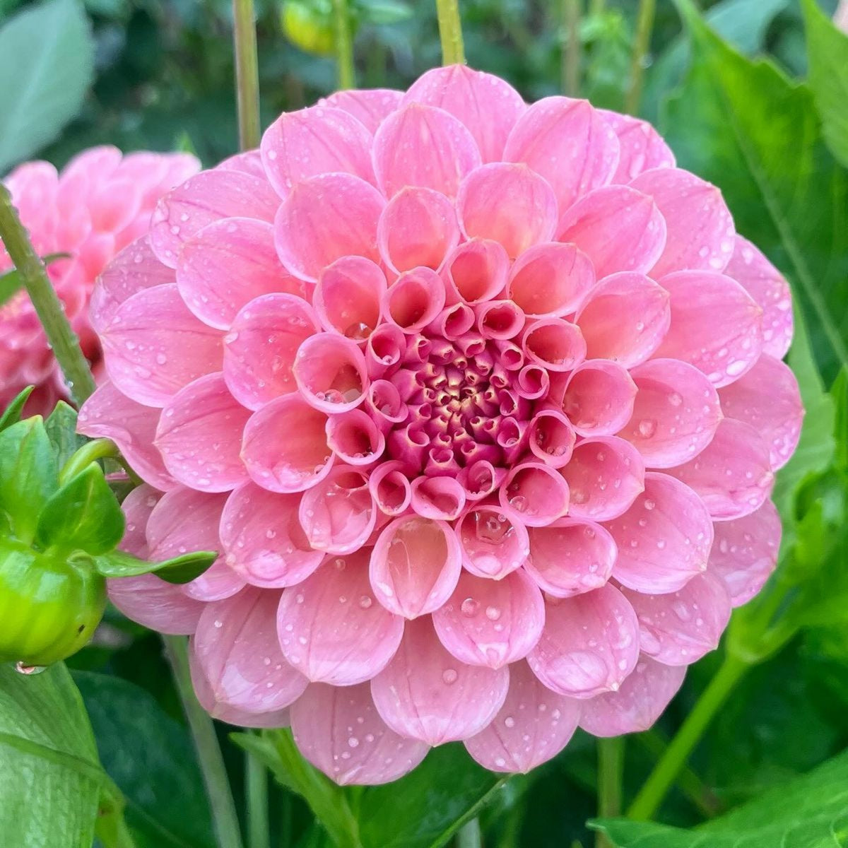 40+ Rare Seeds - Betty Anne Dahlia Seeds, Container