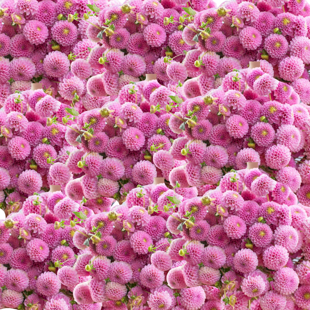40+ Rare Seeds - Betty Anne Dahlia Seeds, Container