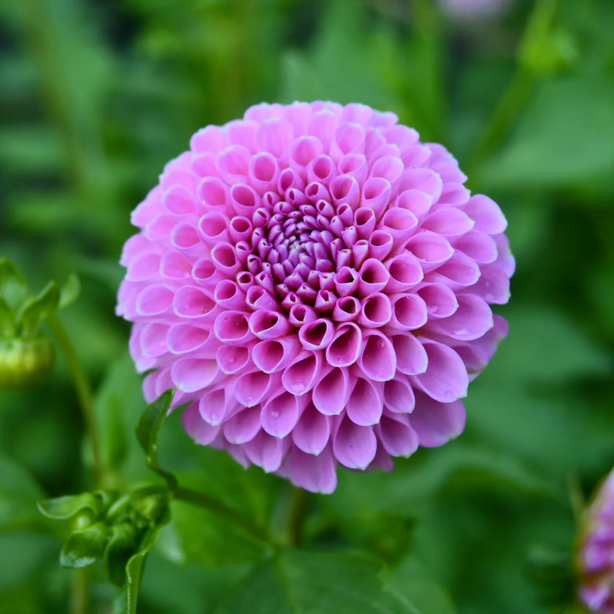 40+ Rare Seeds - Betty Anne Dahlia Seeds, Container