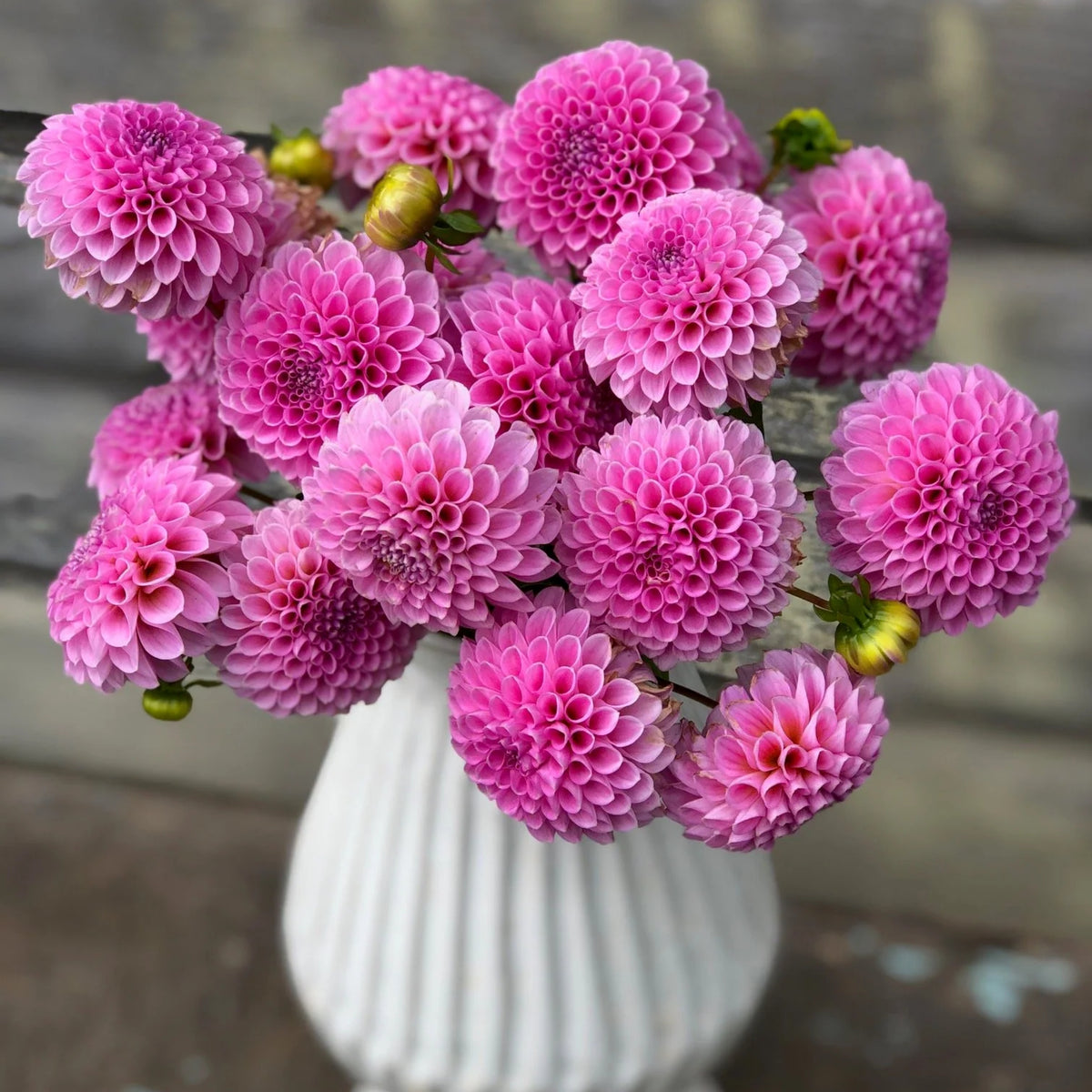 40+ Rare Seeds - Betty Anne Dahlia Seeds, Container