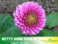 40+ Rare Seeds| Betty Anne Dahlia Seeds - Authentic - Open-Pollinated - Organic - Heirloom - Flower Seeds - Container - Beds & Cut Bouquets#D017