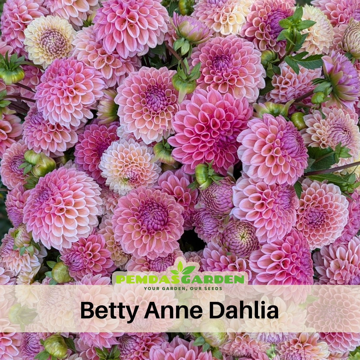 40+ Rare Seeds - Betty Anne Dahlia Seeds, Container