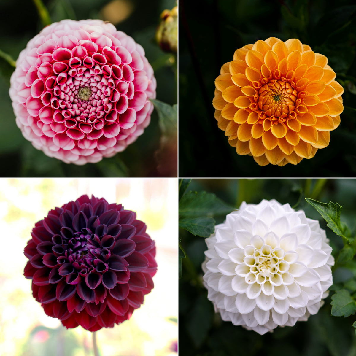 40+ Rare Seeds - Container, Beds & Cut Bouquets