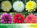 40+ Rare Seeds| Big Blooms Collection Dahlia Seeds- Authentic - Open-Pollinated - Organic - Heirloom - Flower Seeds - Container - Beds & Cut Bouquets #D018