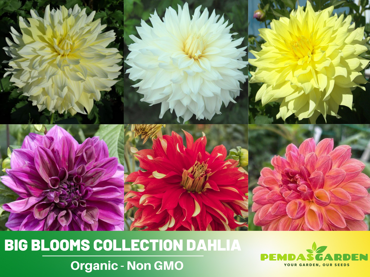 dahlia seed collection 40+ Rare Seeds| Big Blooms Collection Dahlia Seeds- Authentic