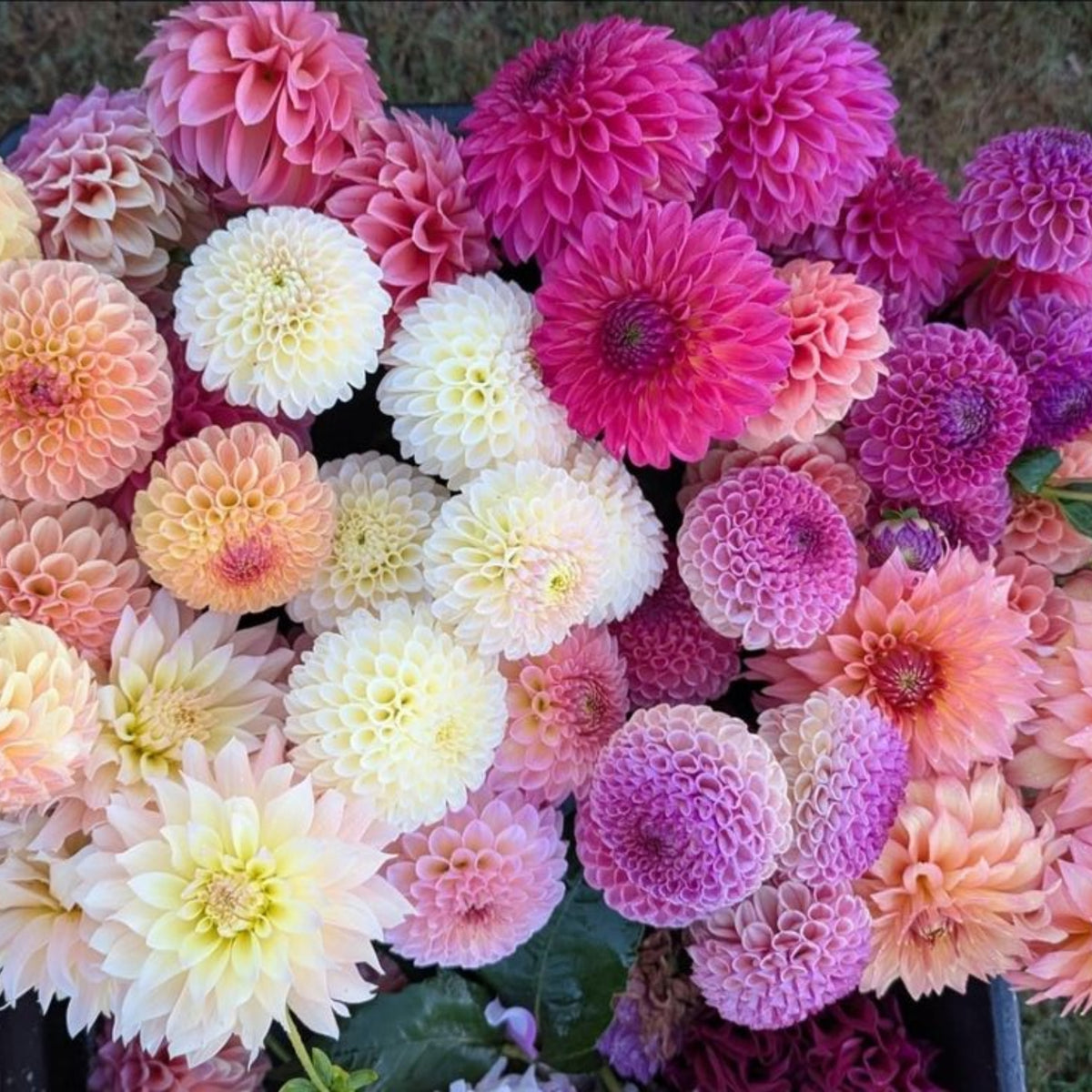40+ Rare Seeds - Container, Beds & Cut Bouquets