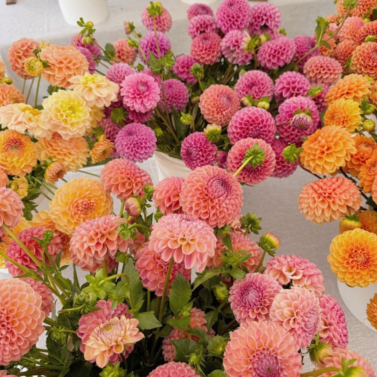 40+ Rare Seeds - Container, Beds & Cut Bouquets