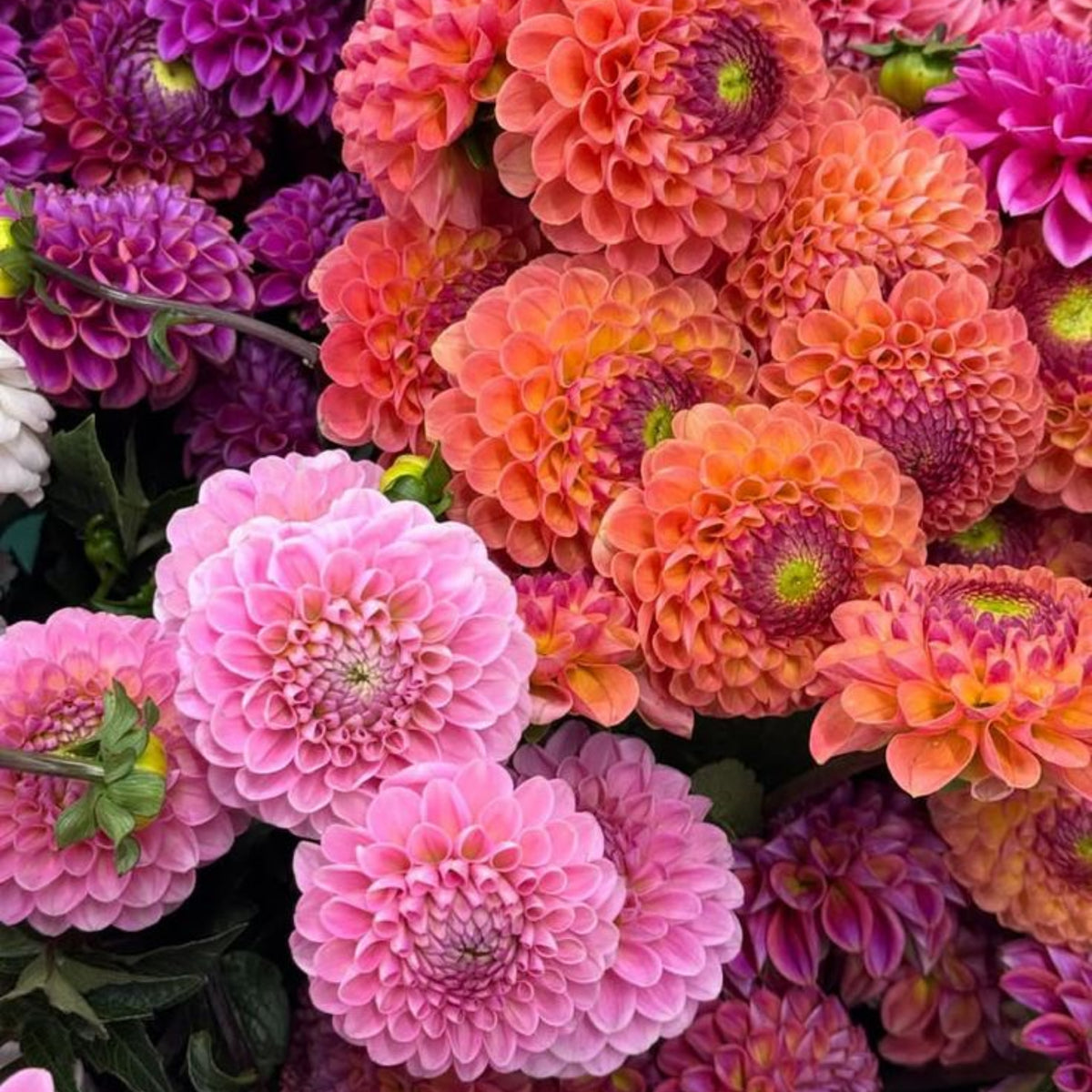 40+ Rare Seeds - Container, Beds & Cut Bouquets