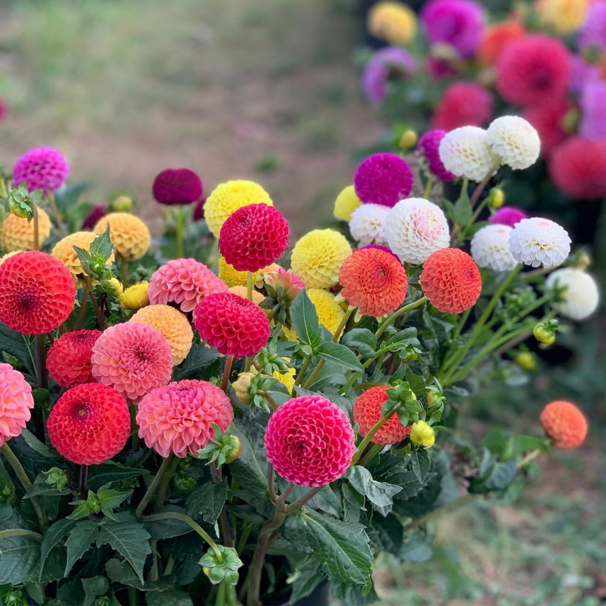40+ Rare Seeds - Container, Beds & Cut Bouquets