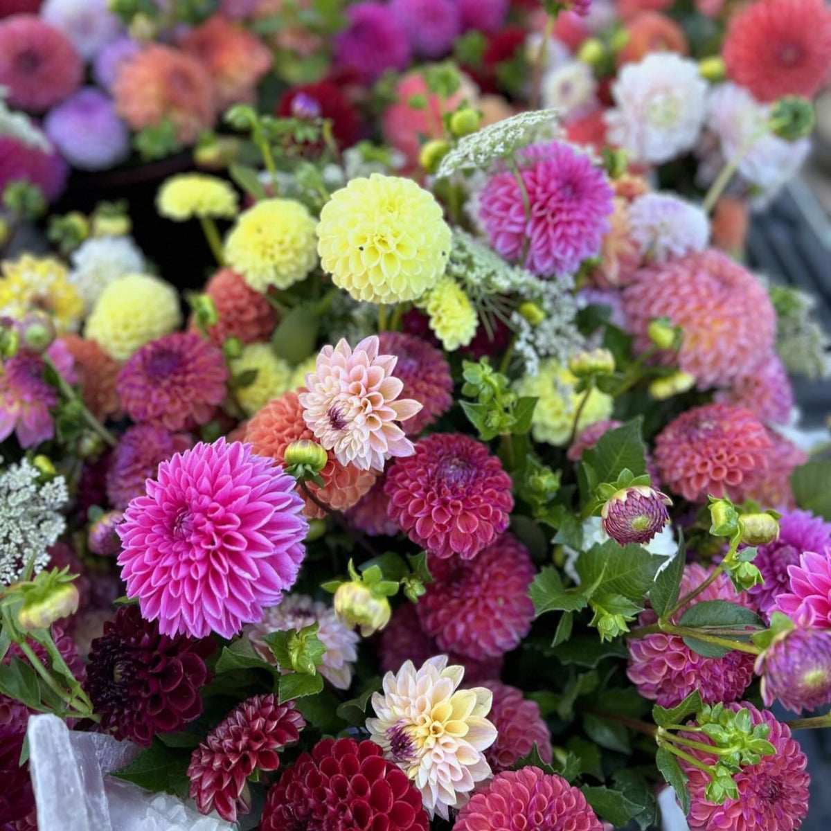 40+ Rare Seeds - Container, Beds & Cut Bouquets