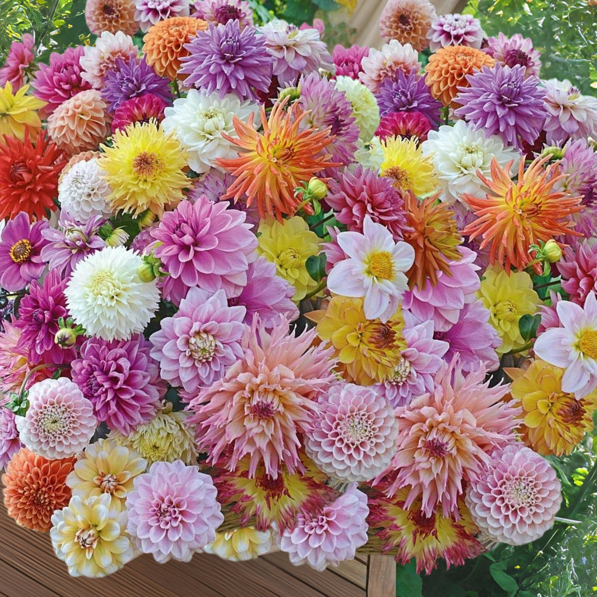 40+ Rare Seeds - Container, Beds & Cut Bouquets
