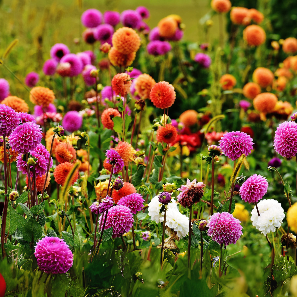 40+ Rare Seeds - Container, Beds & Cut Bouquets