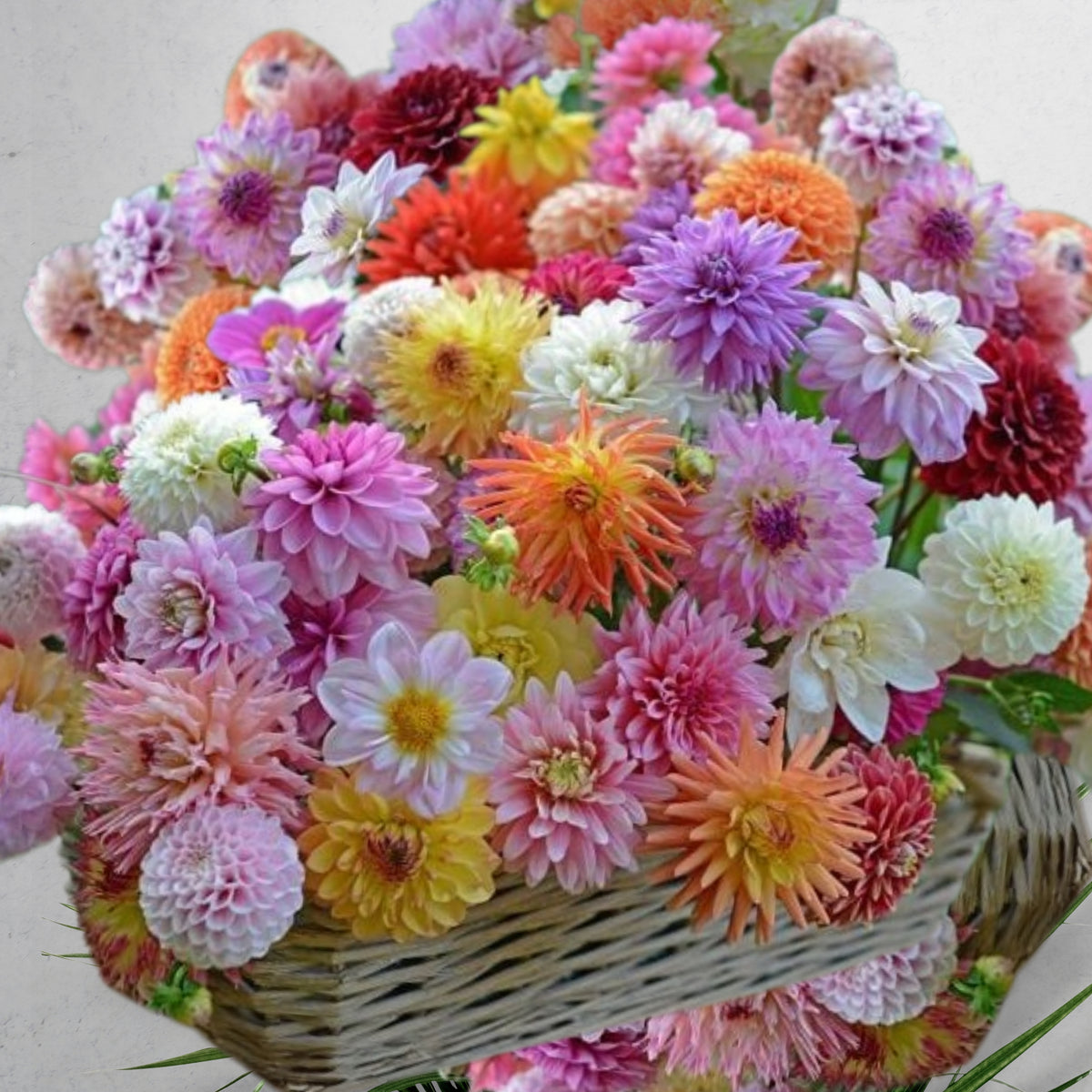 40+ Rare Seeds - Container, Beds & Cut Bouquets