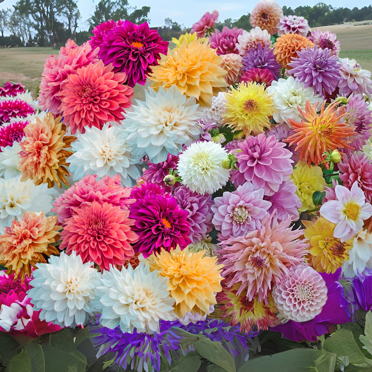 40+ Rare Seeds - Container, Beds & Cut Bouquets