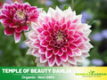 40+ Seeds|  Temple Of Beauty Dahlia SeedsHeirloom Dahlia Flower Seeds – Non GMO, Open Pollinated Mix for Vibrant Summer Blooms, Garden & Landscaping Flowers #D019