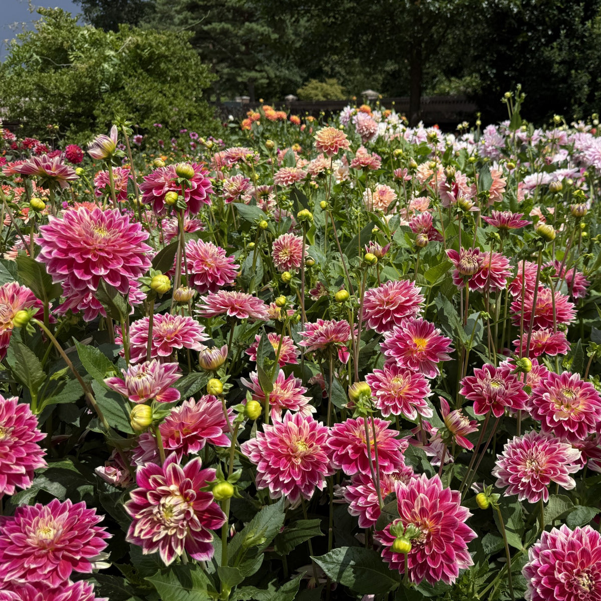 Temple of Beauty Dahlia Seeds - Heirloom, 40+ seeds