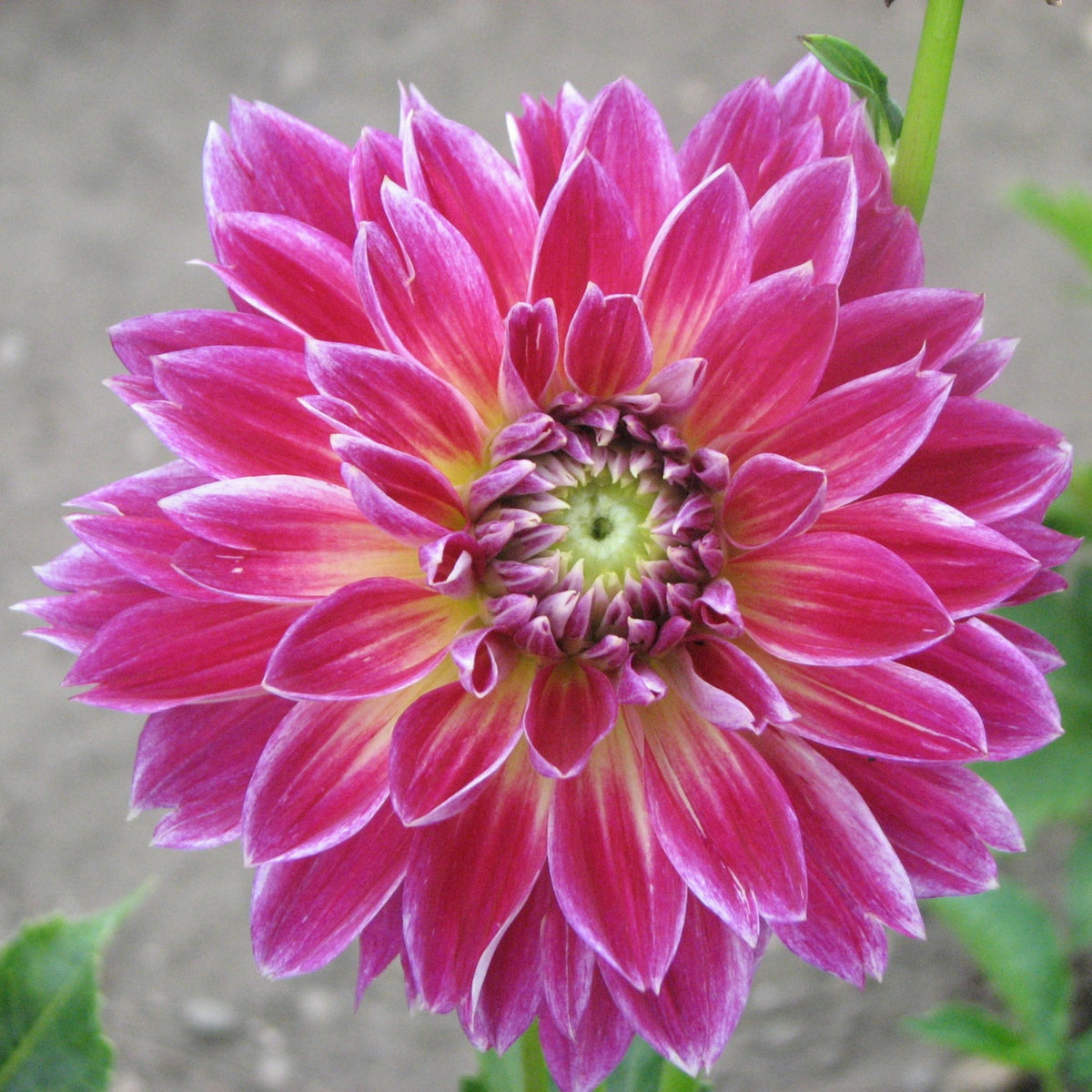 Temple of Beauty Dahlia Seeds - Heirloom, 40+ seeds